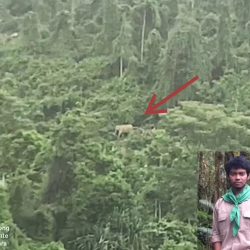 Foto: Lembaga Pembelaan Lingkungan Hidup & HAM (LPLHa) bersama warga, BKSDA melakukan penghalauan terhadap Satwa dilindungi (gajah) yang kerap memasuki kawasan yang kini telah menjadi perkebunan warga, gampong Blang Pante, Kec. Paya Bakong Aceh Utara, diperkirakan ada belasan ekor gajah saat ini Selasa 1 Oktober 2024.