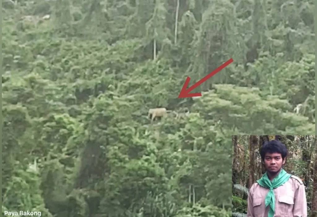 Foto: Lembaga Pembelaan Lingkungan Hidup & HAM (LPLHa) bersama warga, BKSDA melakukan penghalauan terhadap Satwa dilindungi (gajah) yang kerap memasuki kawasan yang kini telah menjadi perkebunan warga, gampong Blang Pante, Kec. Paya Bakong Aceh Utara, diperkirakan ada belasan ekor gajah saat ini Selasa 1 Oktober 2024.
