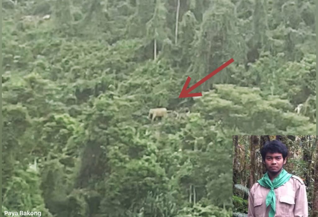 Foto: Lembaga Pembelaan Lingkungan Hidup & HAM (LPLHa) bersama warga, BKSDA melakukan penghalauan terhadap Satwa dilindungi (gajah) yang kerap memasuki kawasan yang kini telah menjadi perkebunan warga, gampong Blang Pante, Kec. Paya Bakong Aceh Utara, diperkirakan ada belasan ekor gajah saat ini Selasa 1 Oktober 2024.