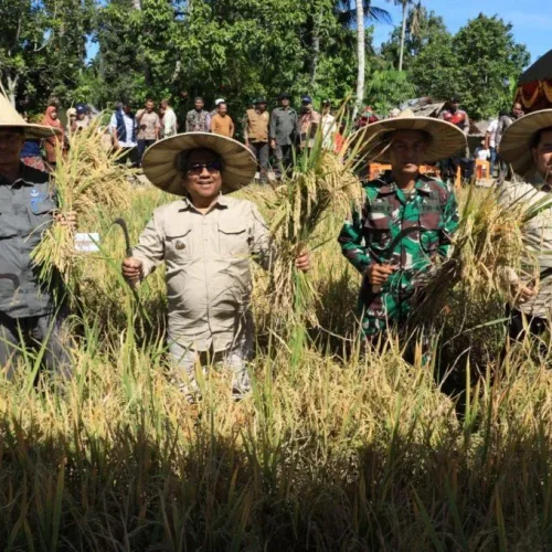 FOTO:  Penjabat Bupati Aceh Utara Dr Drs Mahyuzar, MSi, bersama sejumlah pejabat setempat melakukan panen padi di Gampong Leuhong Kecamatan Paya Bakong