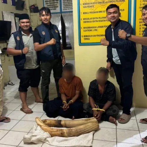 Foto: Personel Subdit IV Tipidter Ditreskrimsus Polda Aceh menangkap dua pelaku tindak pidana Konservasi Sumber Daya Alam Hayati dan Ekosistemnya (KSDAE) yang dilakukan dengan cara menyimpan, memiliki, dan memperniagakan satwa yang dilindungi berupa gading gajah.