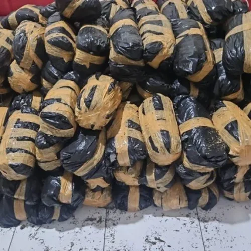 Foto: Barang Bukti Kepolisian, Ganja Kering 300 Kg siap edar