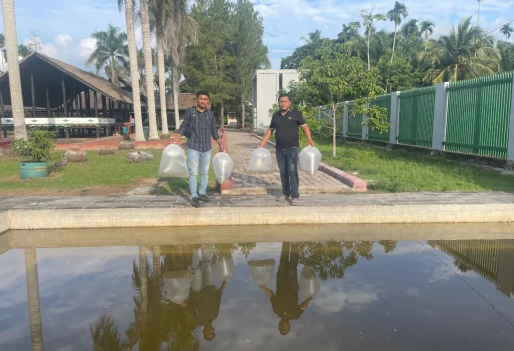 Foto: Pokarwis Pirak Tour Melepaskan 1000 Benih ikan nila kedalam kolam di Koplek Situs Cagar Budaya Nasional Rumah Cut Mutia di desa mesjid Pirak Kecamatan Matangkuli