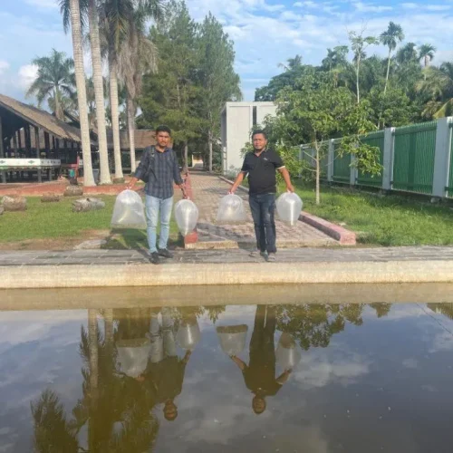 Foto: Pokarwis Pirak Tour Melepaskan 1000 Benih ikan nila kedalam kolam di Komplek Situs Cagar Budaya Nasional Rumah Cut Mutia di desa mesjid Pirak Kecamatan Matangkuli