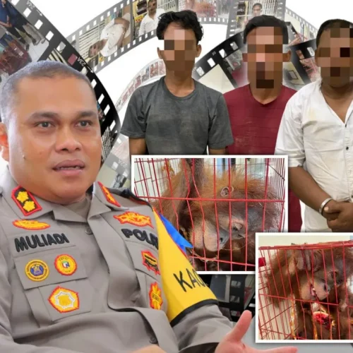 Foto: tiga orang pelaku tindak pidana perdagangan satwa yang dilindungi berupa orang utan berinisial MS (39), MI (24), RB (33)
