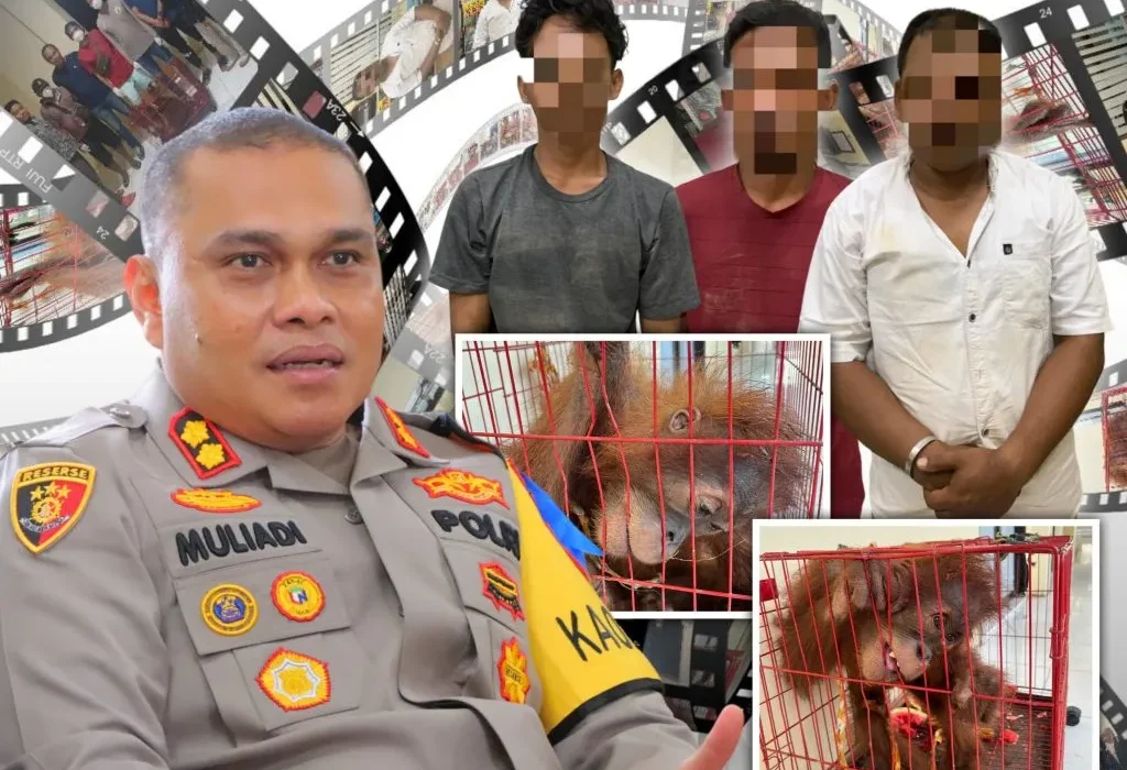 Foto: tiga orang pelaku tindak pidana perdagangan satwa yang dilindungi berupa orang utan berinisial MS (39), MI (24), RB (33)